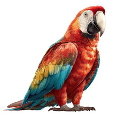 Obraz premium Vivid Macaw Illustration