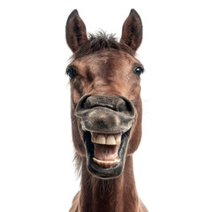 Fototapeta premium Laughing Horse Portrait on Black Background