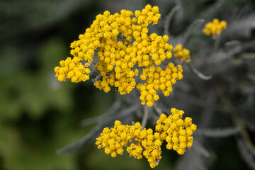 blume gelb natur pflanze