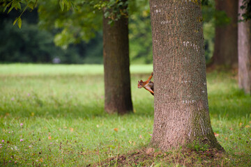 A curious squirrel peeking from behind a tree trunk in a lush green park