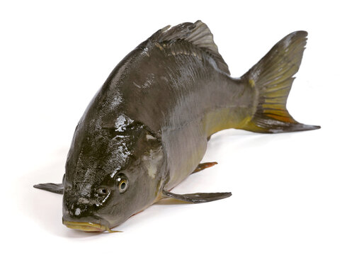 Świeży karp na białym tle