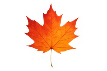 Maple leaf displaying vibrant autumn colors, symbolizing seasonal change and fall foliage, on a transparent background