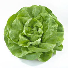 Sałata masłowa na białym tle