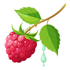 Illustration of a raspberry on a branch