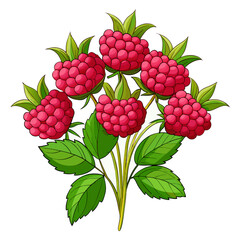 Raspberry branch with leaves, close up shot