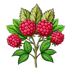 Illustration of raspberries on a branch with leaves