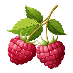 Two ripe raspberries with green leaves
