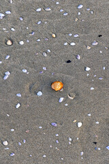Colorful shells are scattered on the sandy shore of the Tyrrhenian Sea, Italy. View from above.