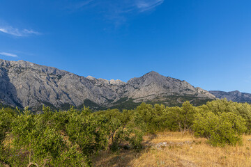 Fototapeta premium Biokovo Mountains and olive grove against the sky. Mountain landscape, Croatia. Copy space.