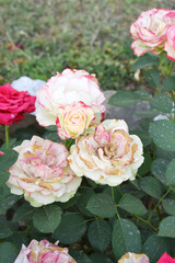 Beautiful pink white rose flower closeup in garden, A very beautiful pink white rose flower bloomed on the rose tree, Rose flower closeup, bloom flowers, Natural spring flower floral background