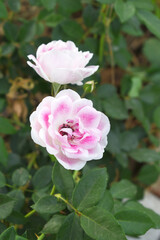 Beautiful pink white rose flower closeup in garden, A very beautiful pink white rose flower bloomed on the rose tree, Rose flower closeup, bloom flowers, Natural spring flower floral background