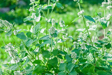 Lemon balm, melissa officinalis, blooming, herb