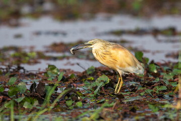 Squacco Heron (Ardeola rolloides) with fish in its beak whilst standing on water lillies in the Chobe River, Botswana.