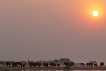 Herd of elephant (Loxodonta) walking along the banks of the Chobe River at sunset, Kasane, Botswana
