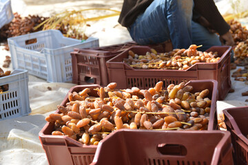 Farmer harvesting Tunisian dates manually