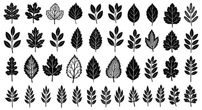 Set of diverse leaf silhouettes botanical vector collection isolated on white background