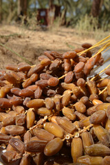 Fresh Tunisian dates resting on desert sand