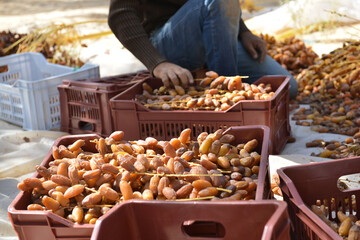 Farmer harvesting Tunisian dates manually