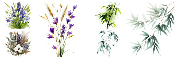 Elegant floral and botanical watercolor compositions featuring lavender, eucalyptus, cotton and wheat, perfectly isolated on transparent background