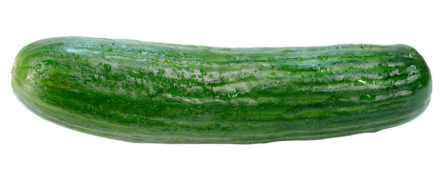 Whole cucumber with natural green color and detailed texture, covered with fresh water drops. Transparent background