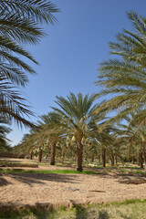 Tunisian date palm trees in desert plantation