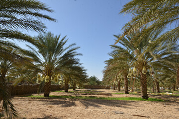 Tunisian date palm trees in desert plantation