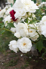 Beautiful white rose flower closeup in garden, A very beautiful white rose flower bloomed on the rose tree, Rose flower closeup, bloom flowers, Natural spring flower, Natural floral background,