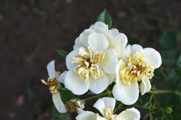 Beautiful white rose flower closeup in garden, A very beautiful white rose flower bloomed on the rose tree, Rose flower closeup, bloom flowers, Natural spring flower, Natural floral background,