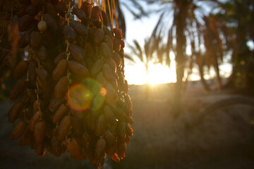 Golden Tunisian dates and morning light