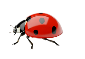 A close up of a ladybug with red and black spots on its back on a black background image view on transparent background