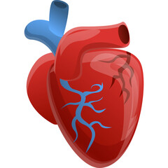 Red Anatomical Heart With Blue Veins And Arteries Cartoon Style Isolated On Transparent Background Medical Health Care Concept