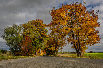 Farbenfrohe Herbstlandschaft mit bunten Bäumen und leerer Straße in ländlicher Umgebung