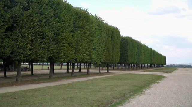 Rectangular shaped trees located in the front yard of Saint Germain castle,  Paris, France