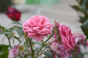 Beautiful pink rose flower closeup in garden, A very beautiful pink yellow rose flower bloomed on the rose tree, Rose flower closeup, bloom flowers, Natural spring flower floral background
