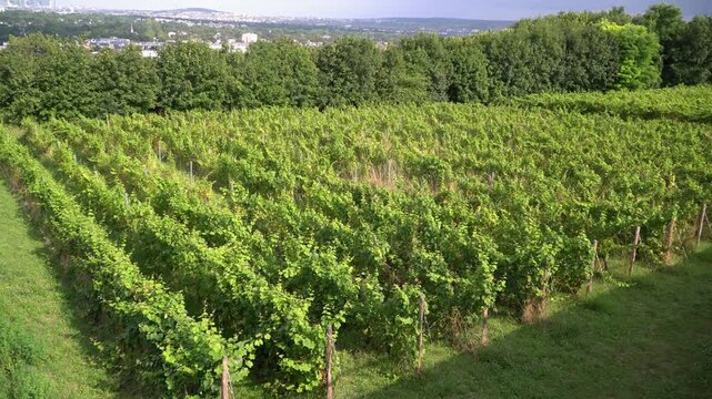 A vintage vineyard in the town of Saint Germain en Laye, a western suburbs of Paris, France.