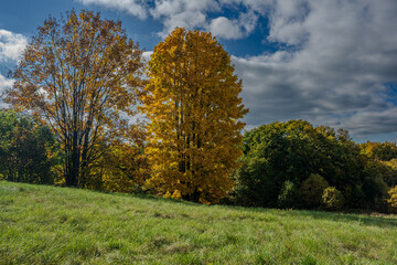 Bunte Herbstlandschaft mit goldenen Bäumen und bewölktem Himmel