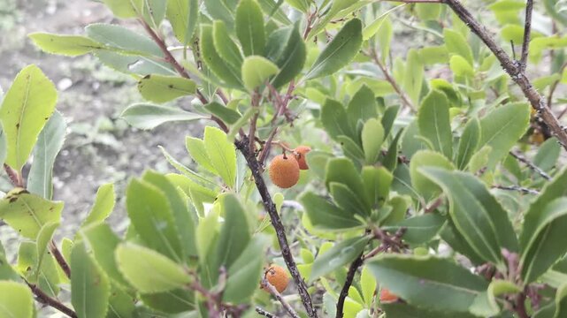 Pianta del corbezzolo in autunno
