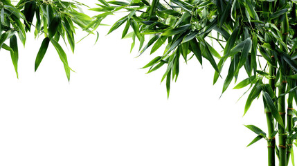 Green bamboo stalks with fresh leaves showcasing natural growth strength and Asian botanical beauty isolated on white background
