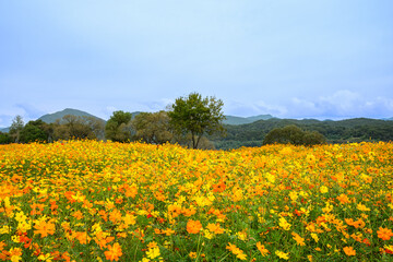 공원 들판에 핀 주황색과 노랑색 코스모스 풍경 