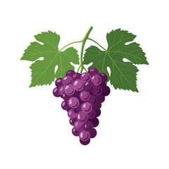 Obraz premium A Bunch of Ripe Purple Grapes with Green Leaves.