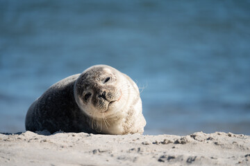 Wild seal sunbathing on a sandy beach.