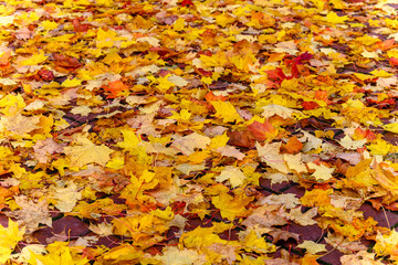Yellow fall foliage carpet covering park ground completely.