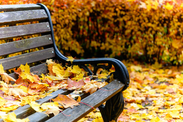 Golden autumn leaves on bench in park.