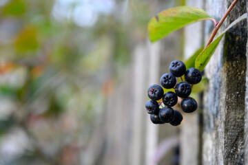 Cluster of black berries on branch through old wooden fence autumn background.