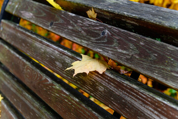 Single yellow maple leaf on bench in autumn park.