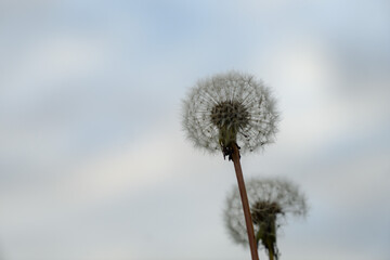  Dandelion puff with sky backlight macro close-up.
