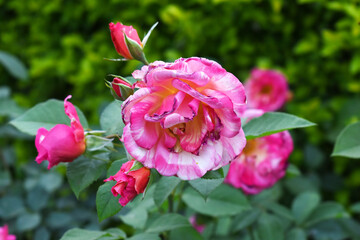 Beautiful pink rose flower closeup in garden, A very beautiful pink yellow rose flower bloomed on the rose tree, Rose flower closeup, bloom flowers, Natural spring flower floral background