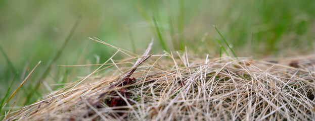 Pile of dry grass on green grass natural background.