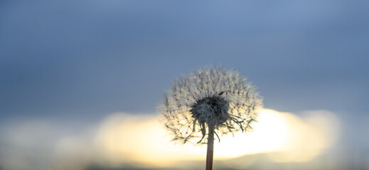 Fluffy dandelion head against evening sky in backlight macro.