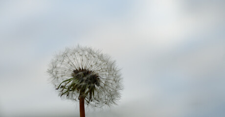 Dandelion puff with sky backlight macro close-up.